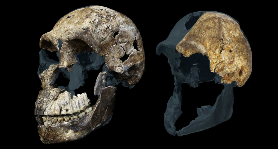 ‘A weird result from an already weird hominin’: Archaeologists discover all Homo naledi skeletons found in South African cave are female