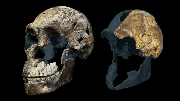 ‘A weird result from an already weird hominin’: Archaeologists discover all Homo naledi skeletons found in South African cave are female