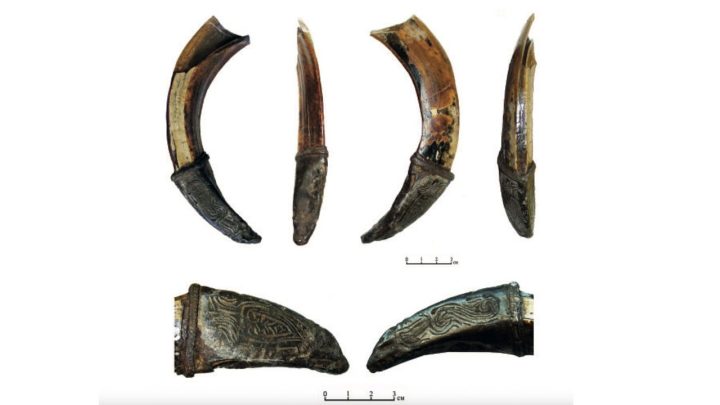 Decorated wild-boar tusk found in Russia may have been medieval warrior’s good-luck charm