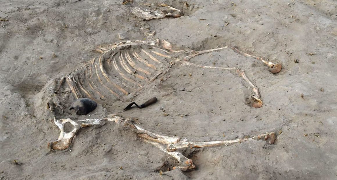 3,000-year-old burial of ancient Egyptian horse found — and a nearby stone carving depicts a captured prisoner